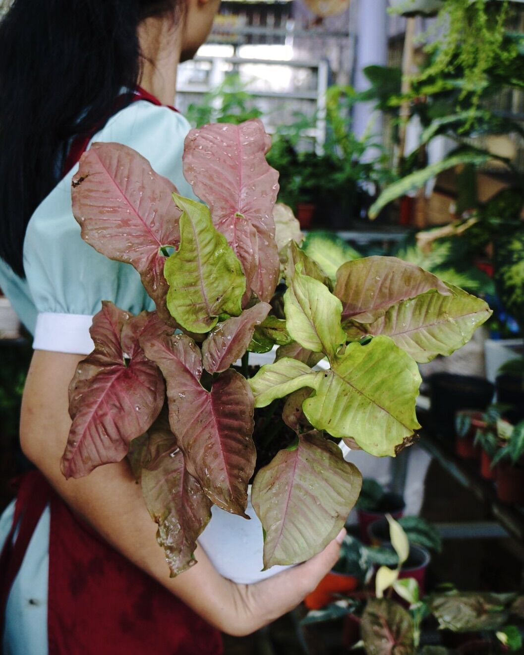 Cây trầu bà hồng