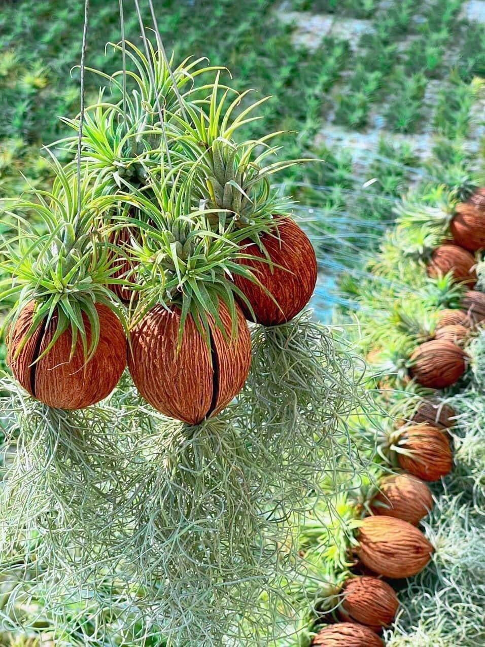 Cây không khí thạch thảo ,dừa,tóc tiên,trang trí nhà cửa