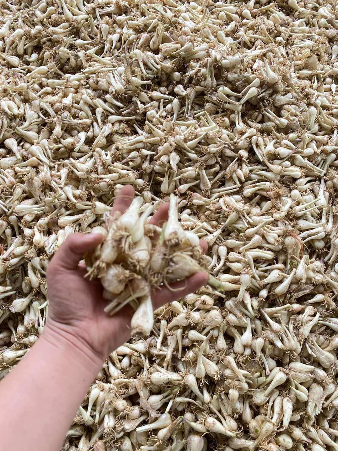 1kg củ kiệu tươi . hàng chuẩn