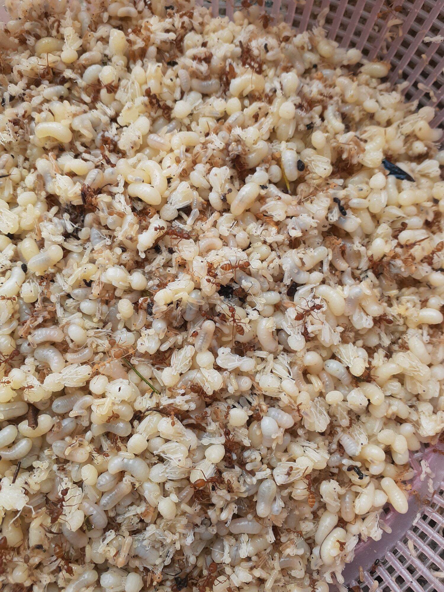 0,5 kg Trứng kiến vàng tươi (nửa kg), trứng nhỏ hay lớn tùy mùa!