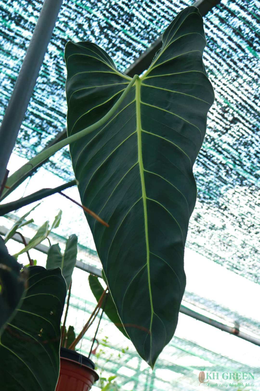 Cây philodendron melano