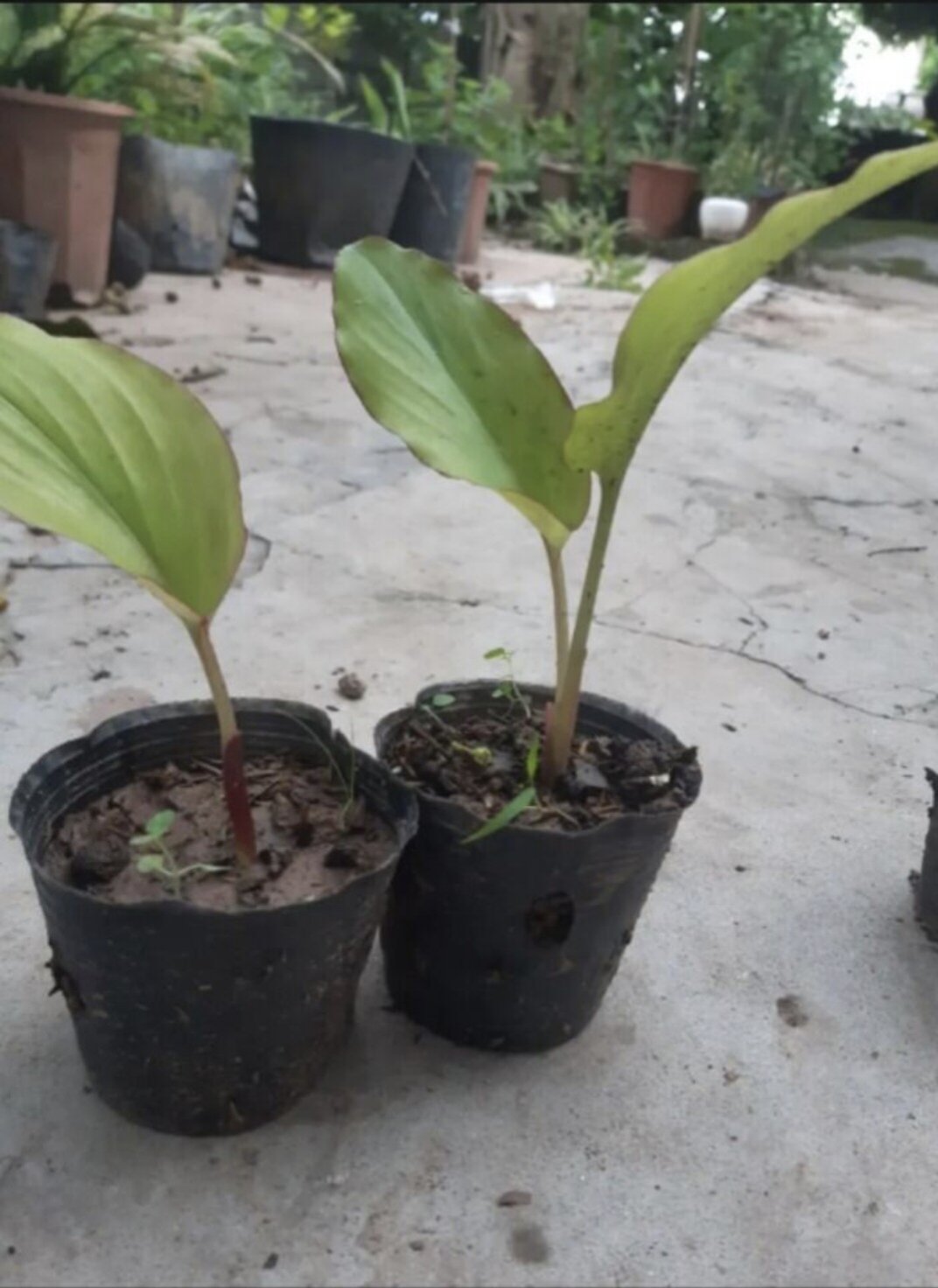 Cây giống gừng đen(ngãi đen.ngãi tím) 1 cây