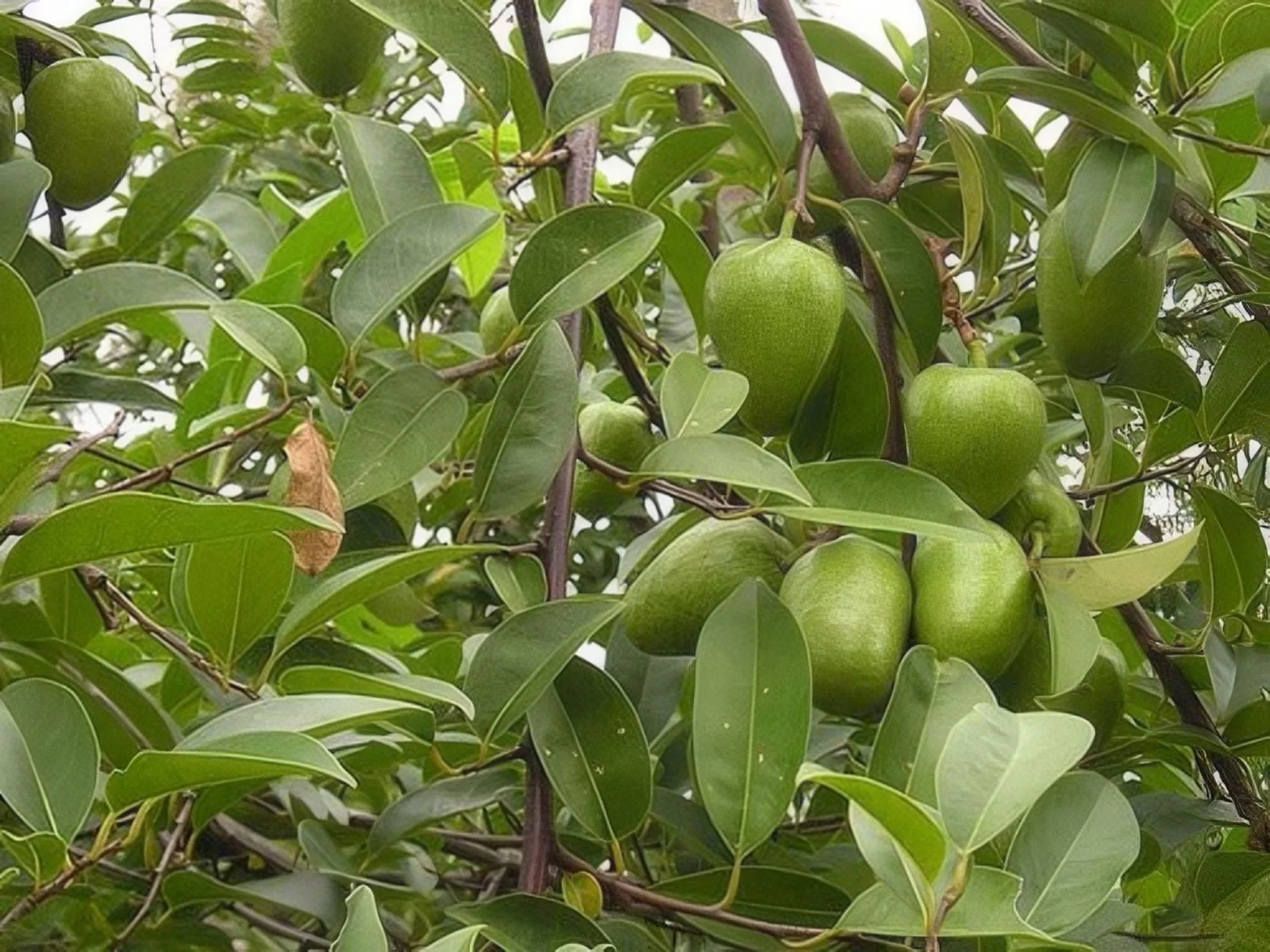 Trái Bình Bát Tươi Xanh, Combo 5Kg