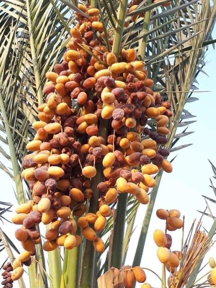 Quả chà là hủ 500 gram