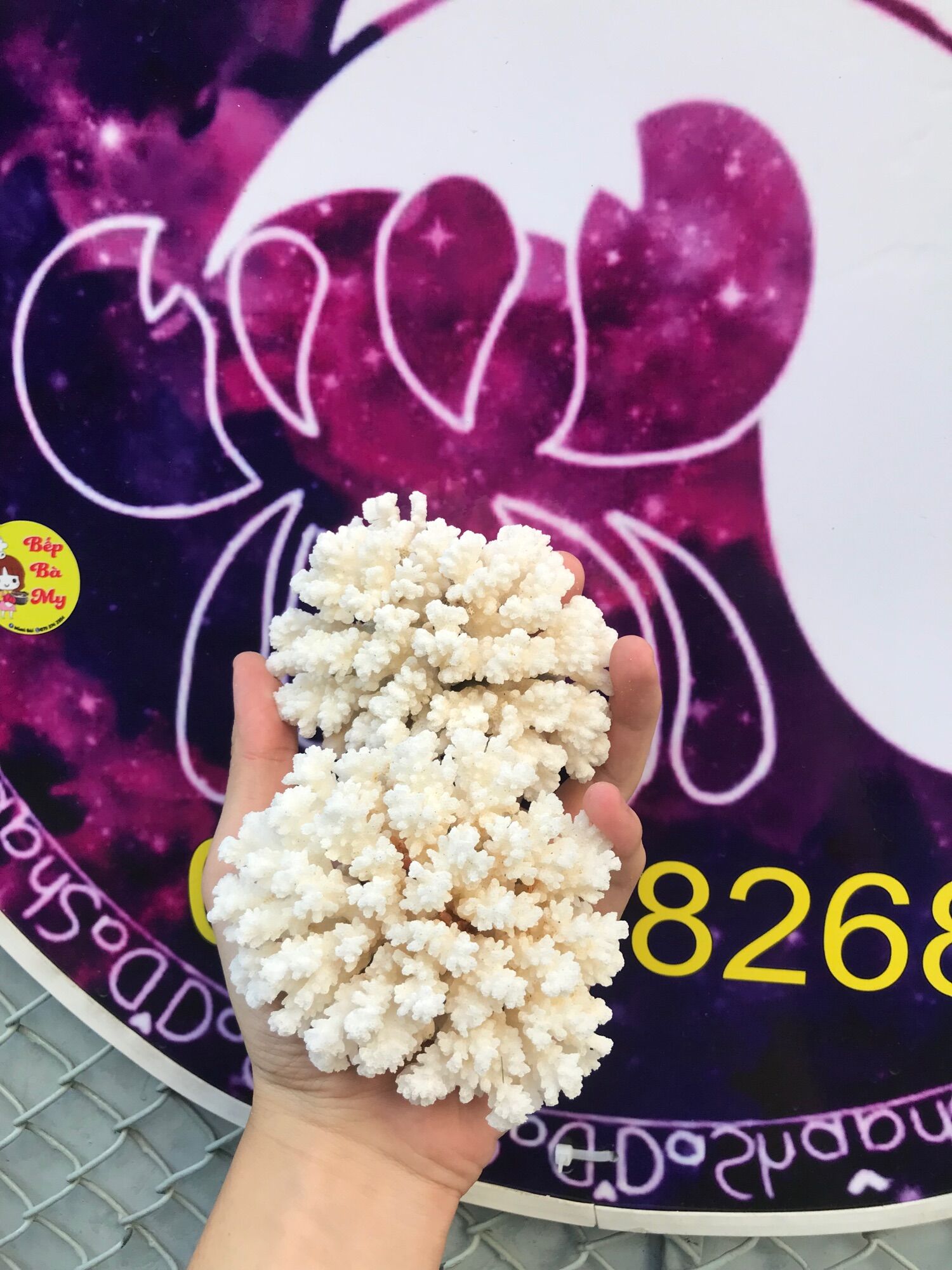 San Hô trang trí hồ ốc, cá cảnh