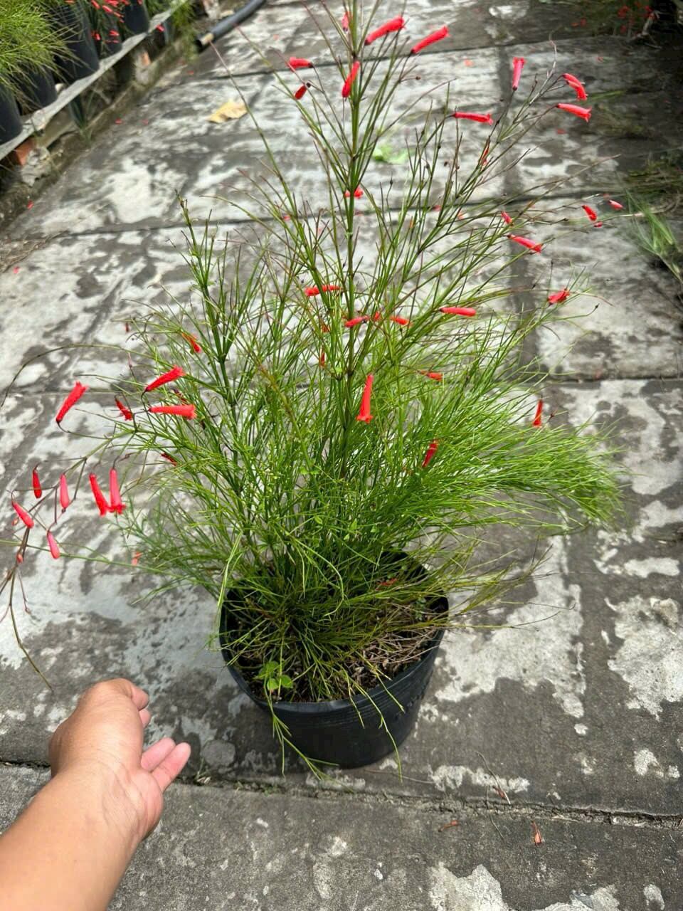 Cây hoa Pháo đỏ rũ