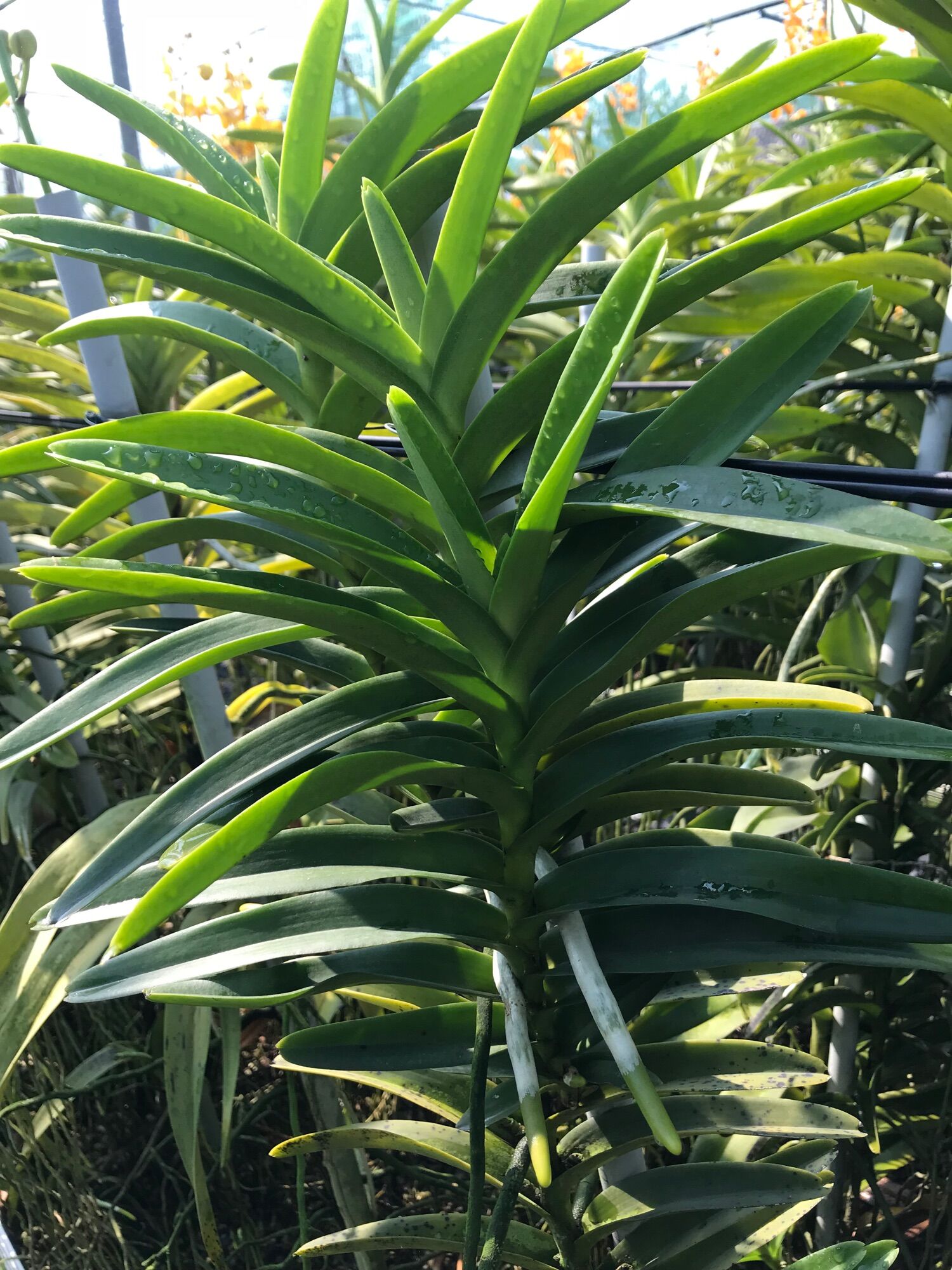 Lan Mokara Con Màu Đỏ - Cao 20-40cm