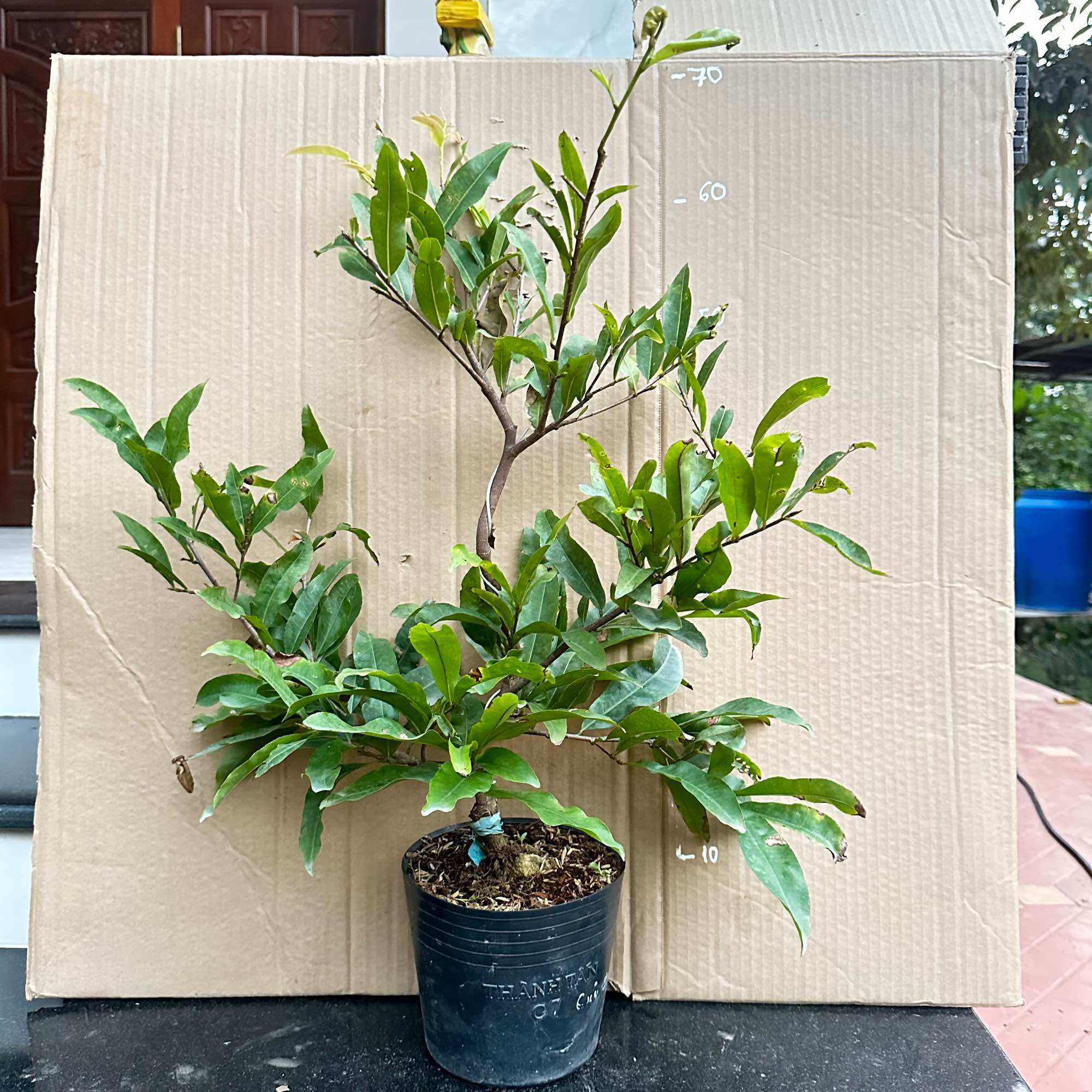 (Ra hoa Tết) Cây mai hoàng huyết long (mai cúc không nhị) - mini bonsai