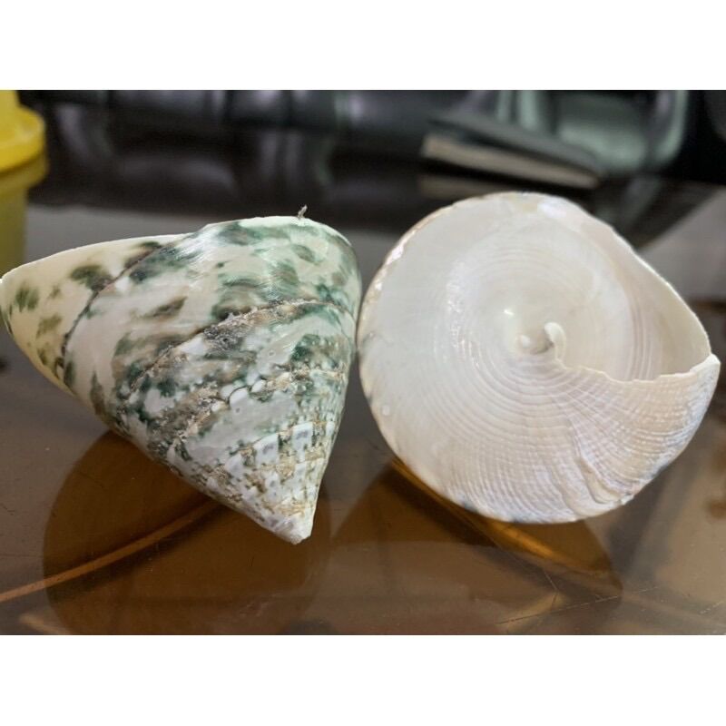 ỐC TU HÚ XANH