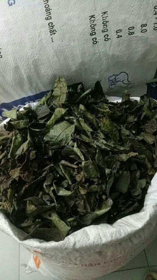 Xạ đen Hòa bình