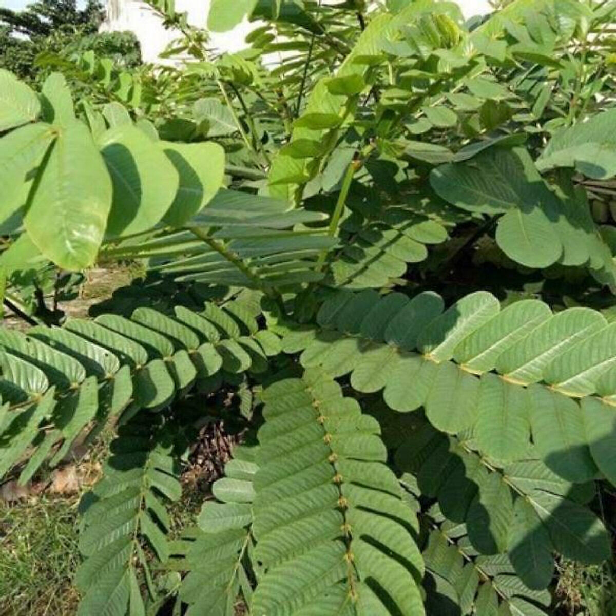 [Chỉ giao Miền Nam] Cành lá muồng trâu tươi (500g)