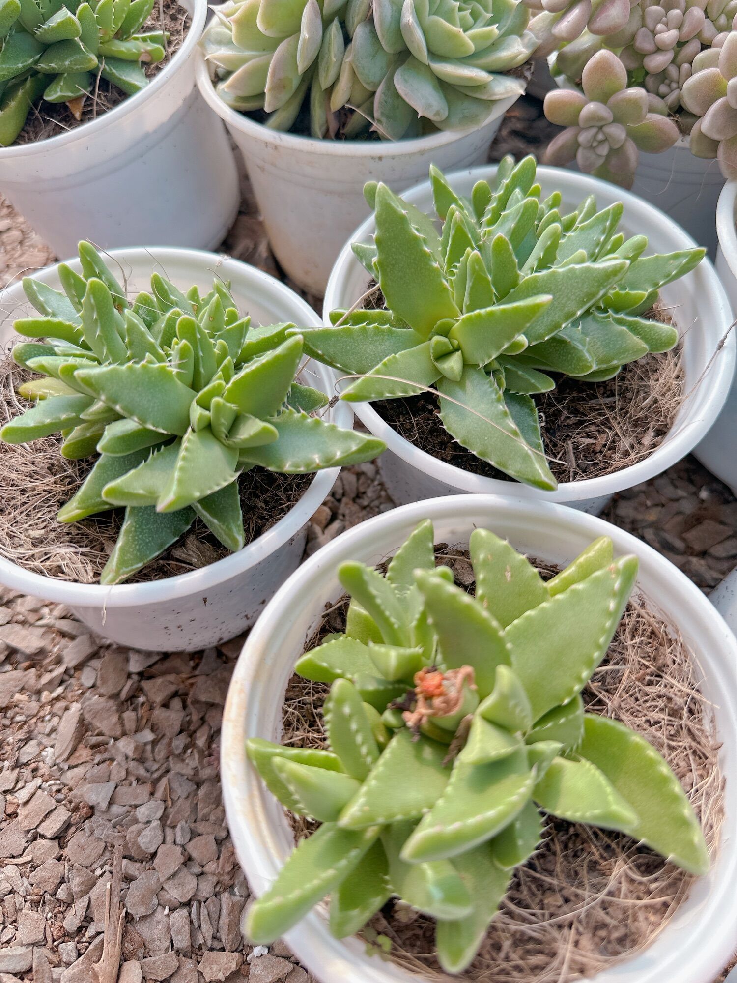 Sen đá hàm cá mập size trung 5-7 cm