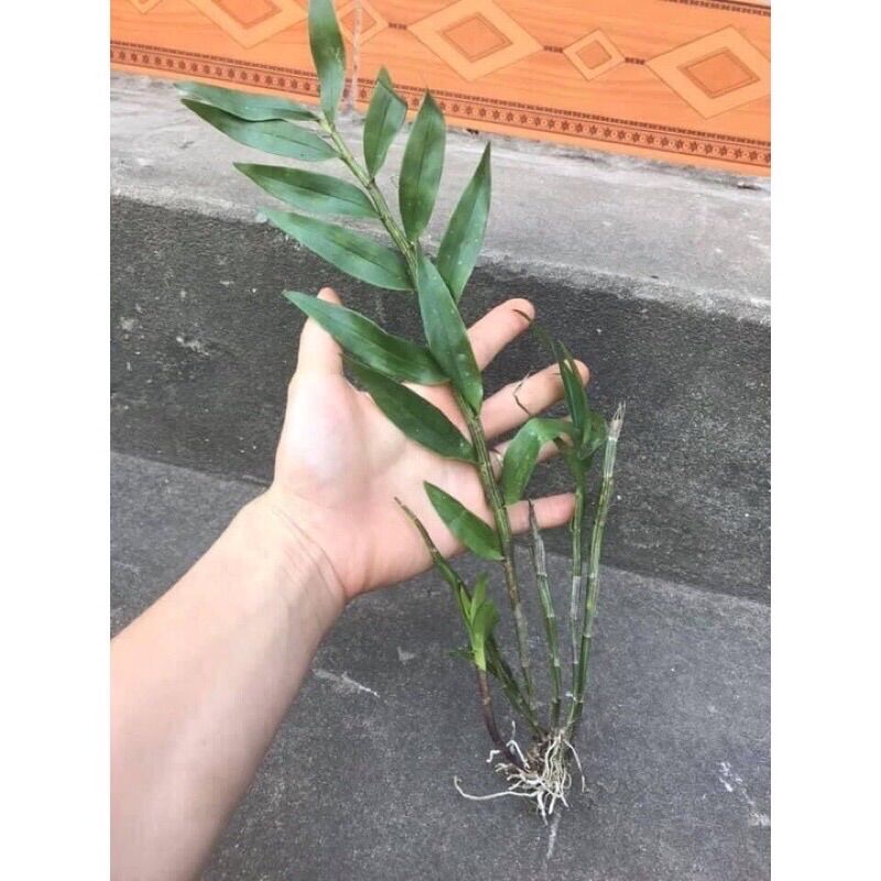Hoa Lan Hoàng Thảo Lụa(1khóm )