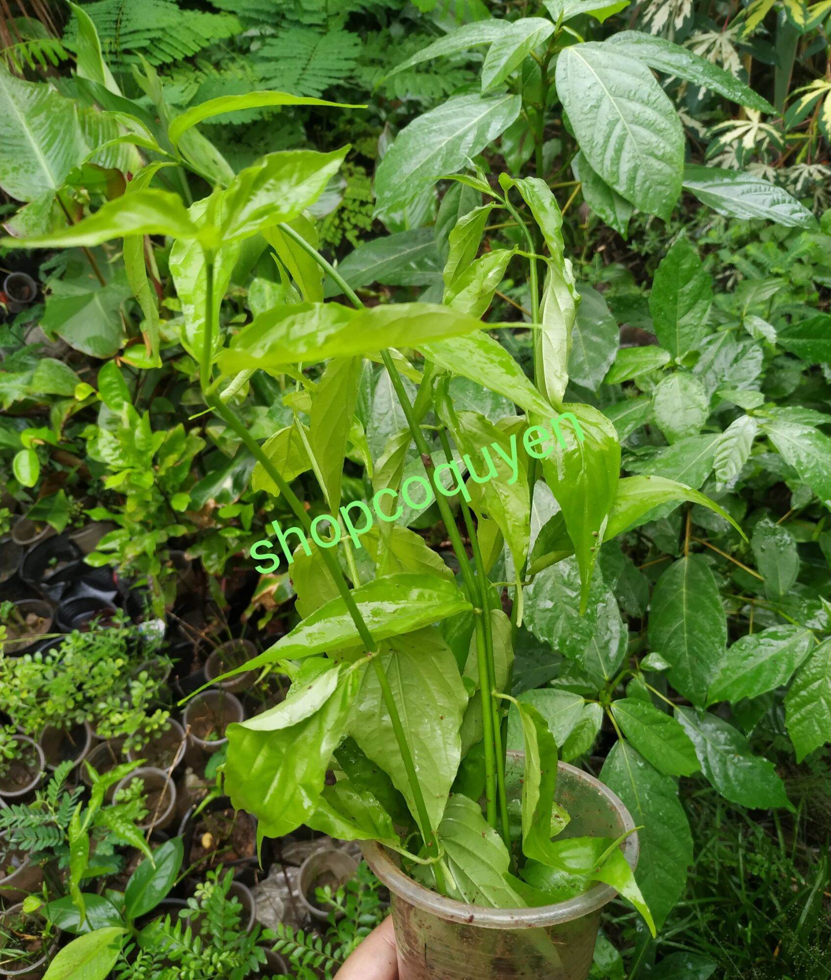 Cây giống bìm bịp xương khỉ