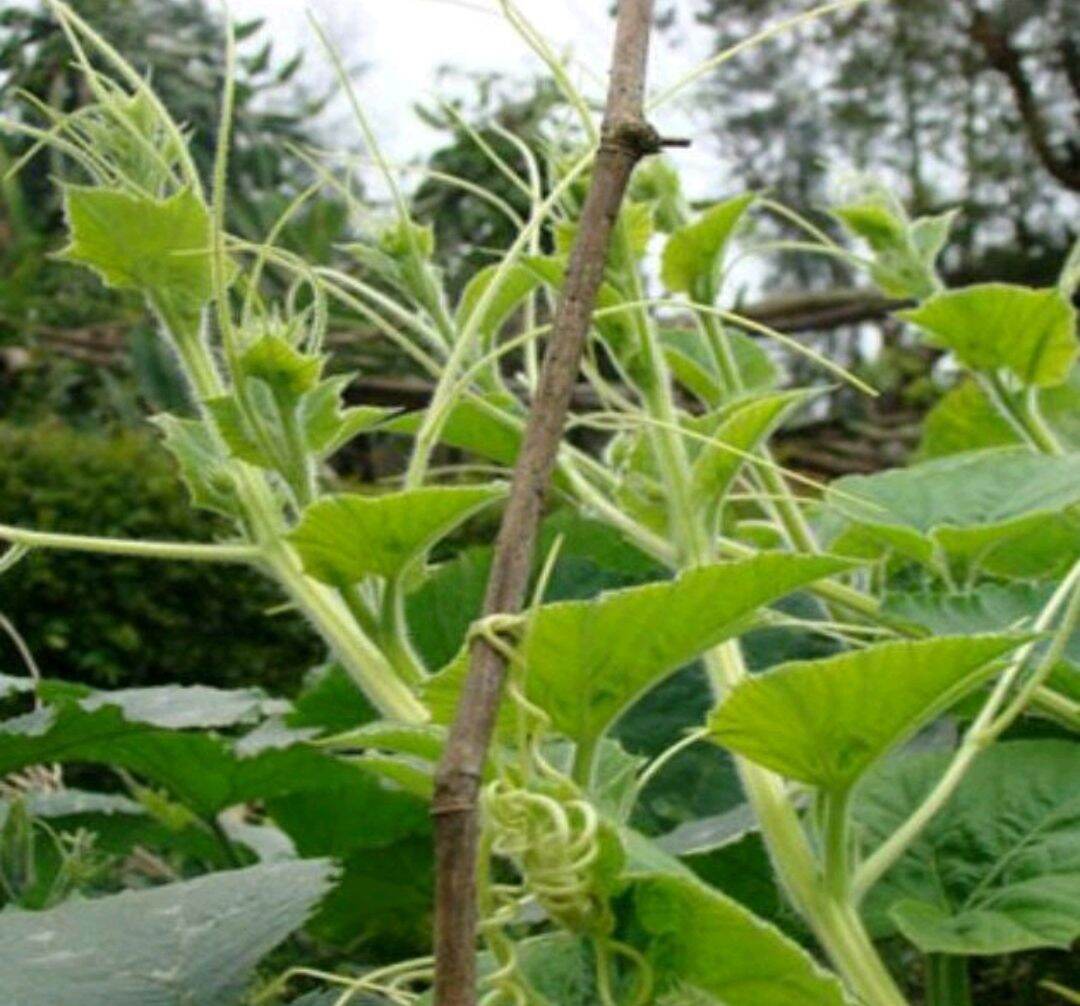 Gói 10g Hạt Giống Bí Siêu Đọt HN