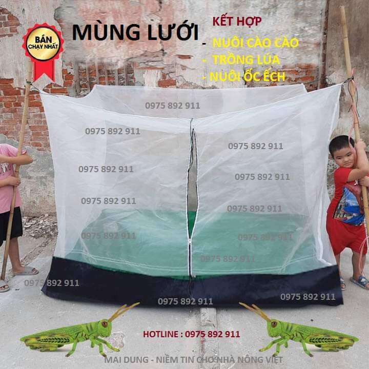Mùng lồng nuôi cào cào, châu chấu trồng cỏ làm thức ăn cho cào cào