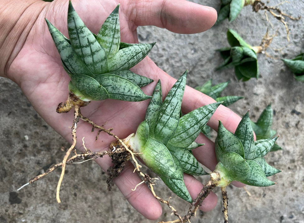 Cây lưỡi hổ mini - Sansevieria Boncel Mini