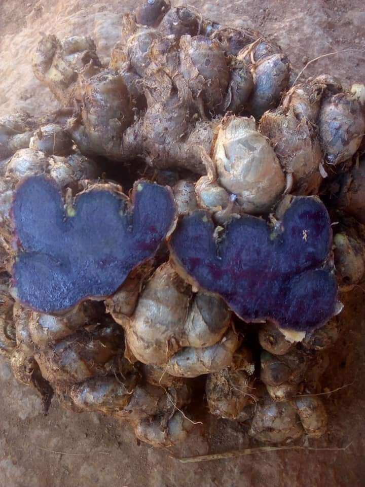 Gừng đen 500g