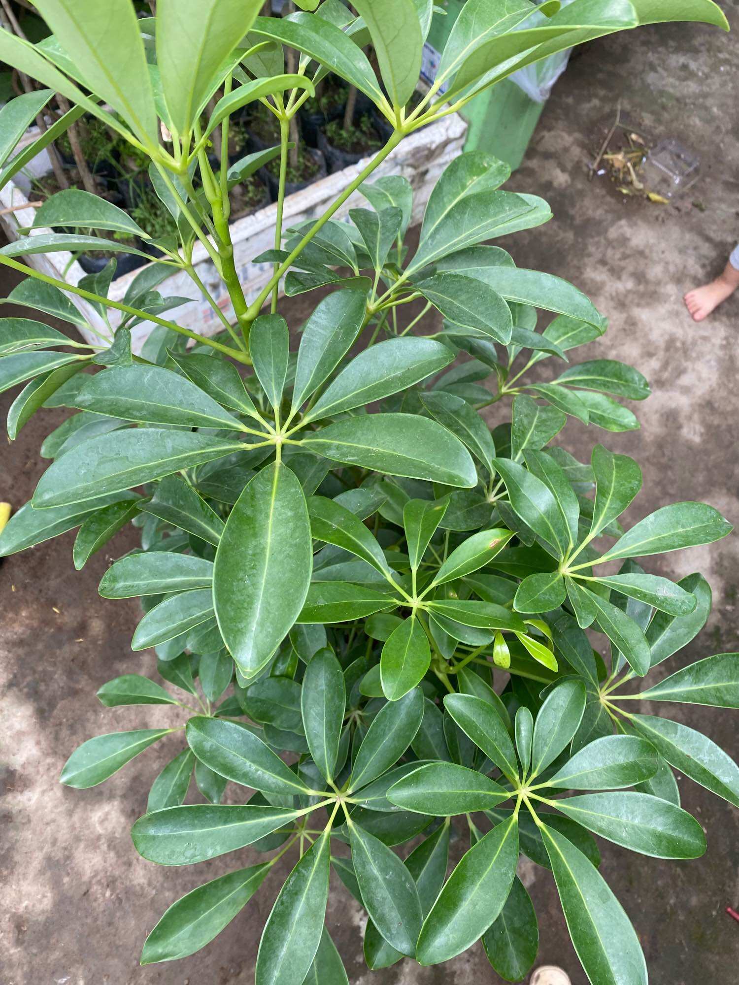 Chậu ngũ gia bì lớn