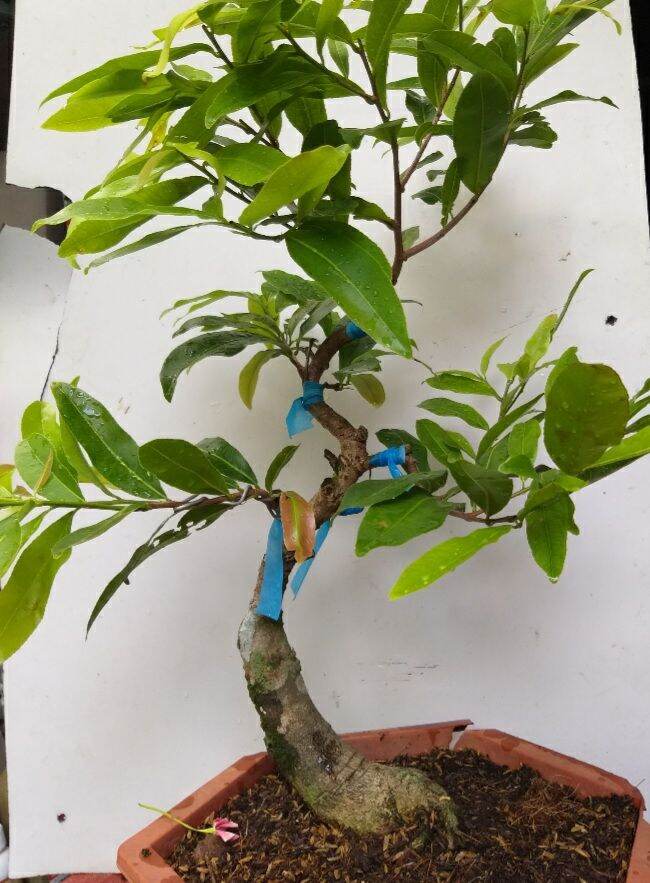 Mai Cúc Thọ Hương bonsai