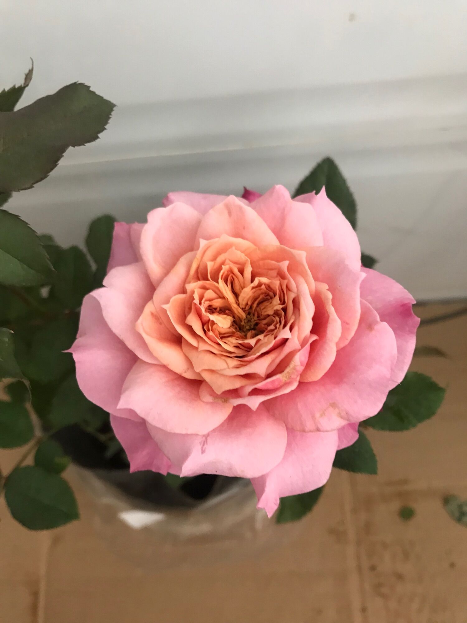 Hoa hồng ngoại Miyabi rose