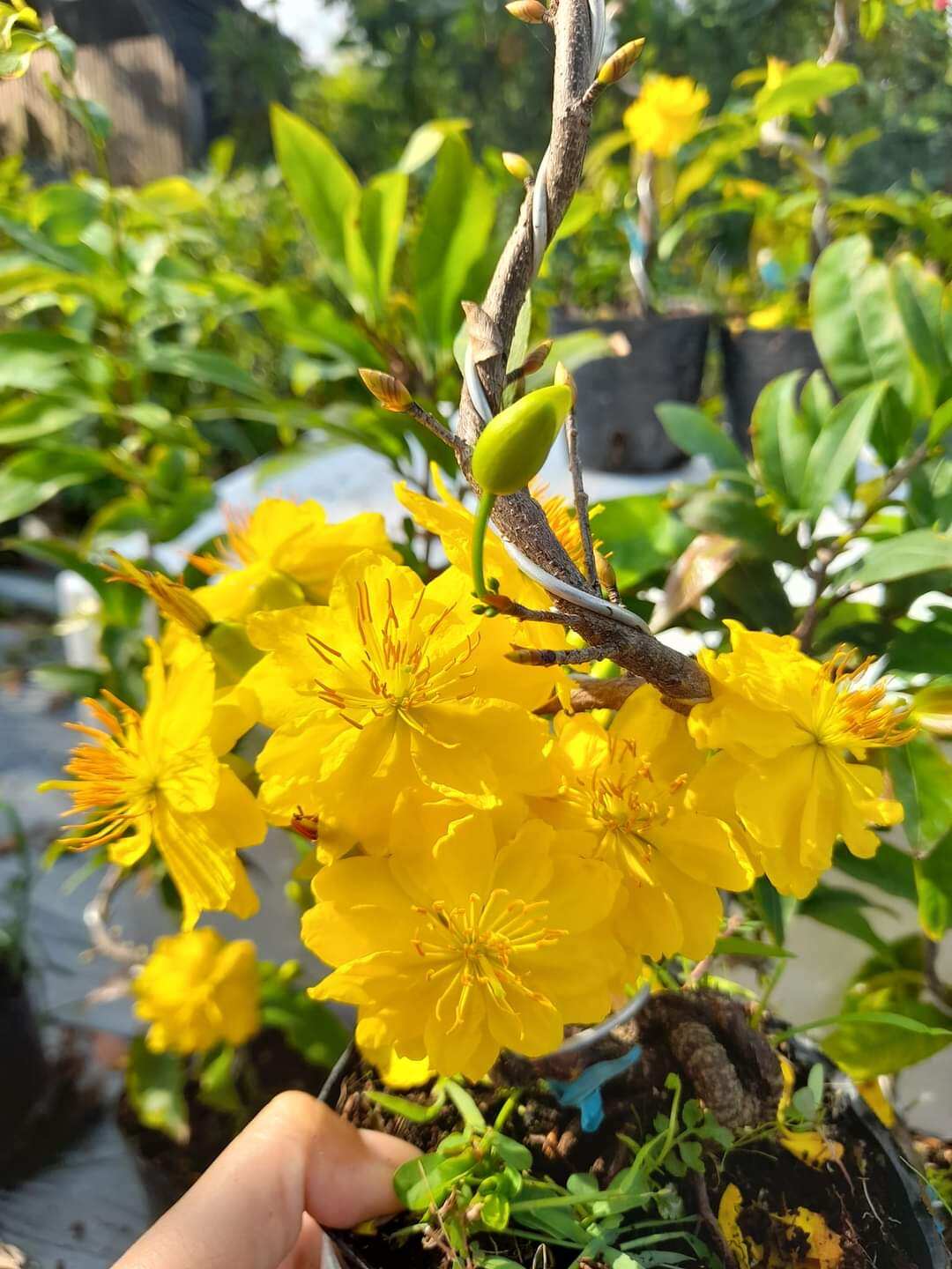 Cây mai đại lộc hoa nhiều cánh