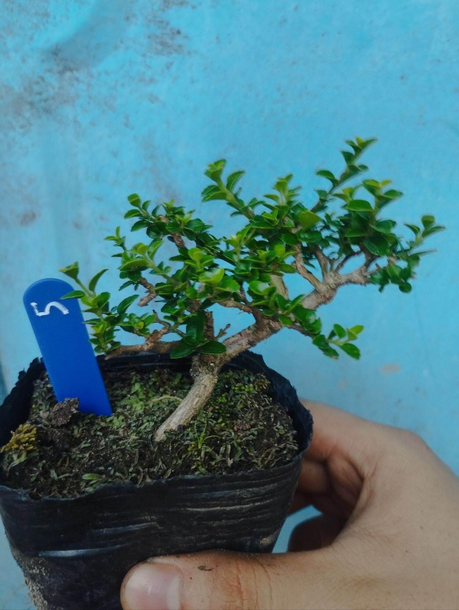 Sam hương bonsai mini 10-15cm (có sỉ)