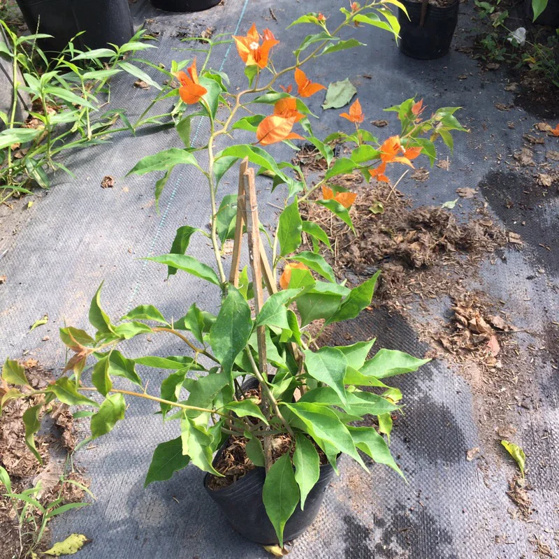 Cây hoa Giấy Cam Lửa ( cây rin), cao khoảng 30cm, đã vào chậu C6.