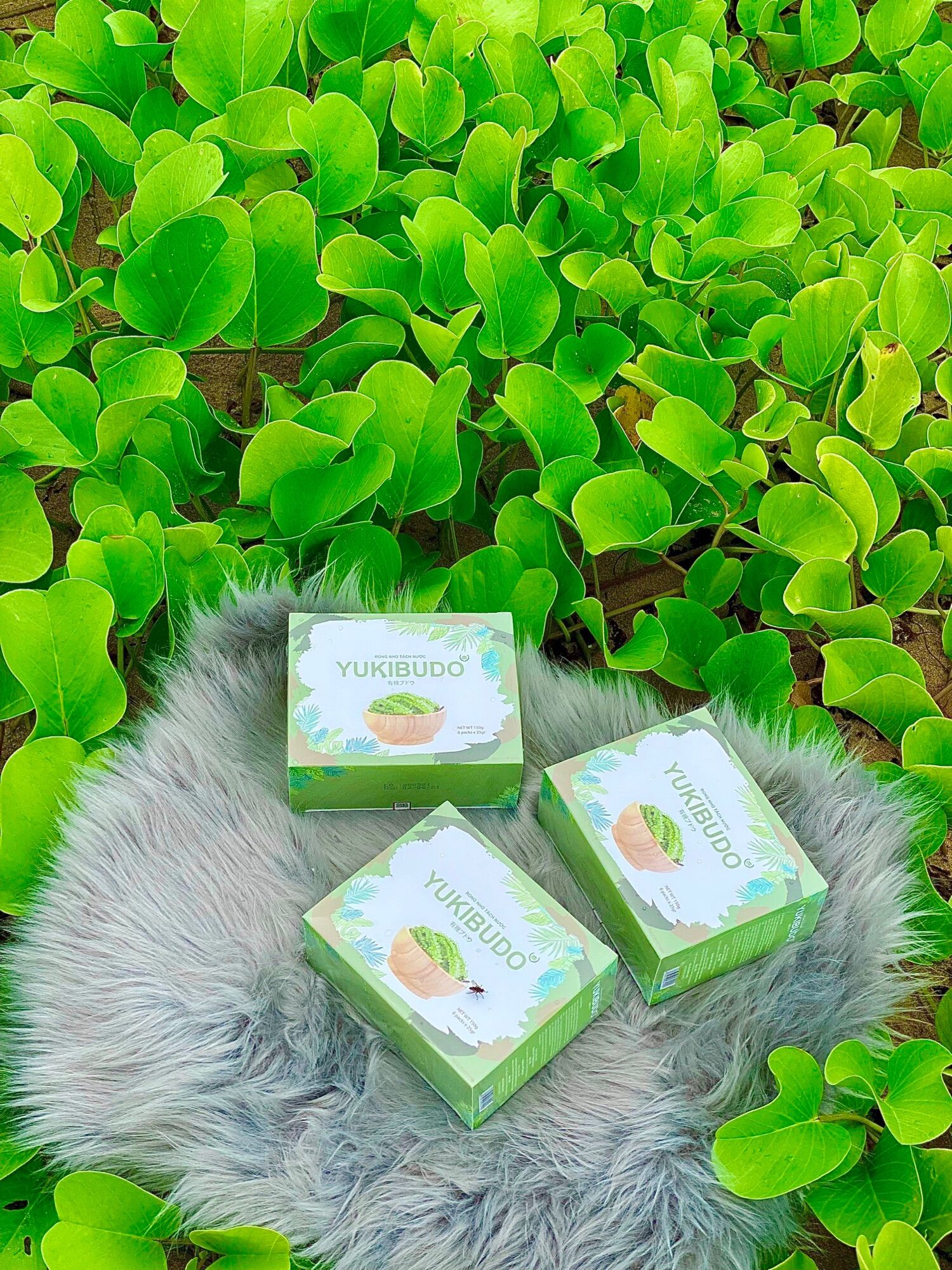 Rong nho tách nước nha trang khánh hòa Yukibudo chính hãng