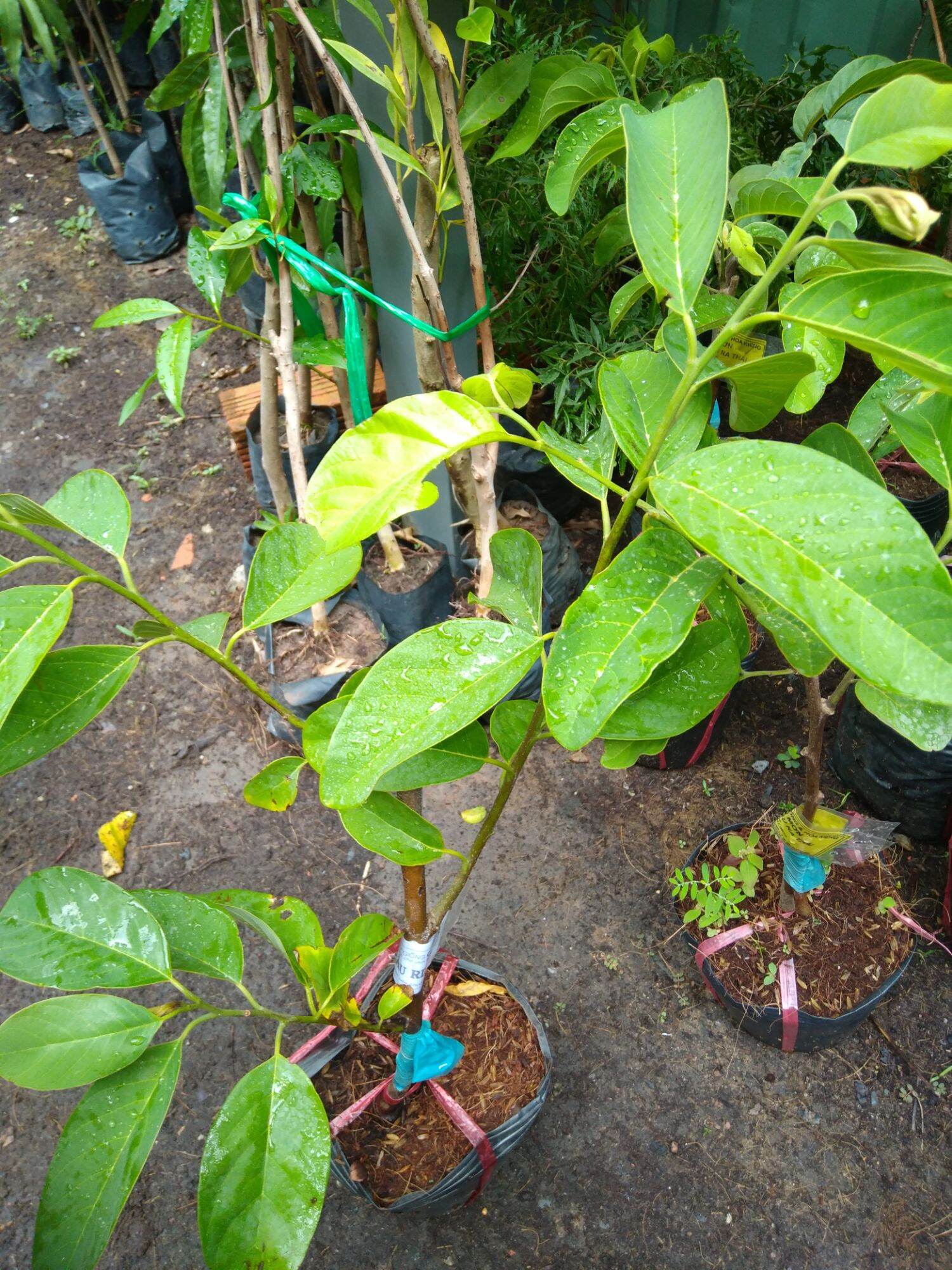 cây na sầu riêng riêng cao 40-60cm