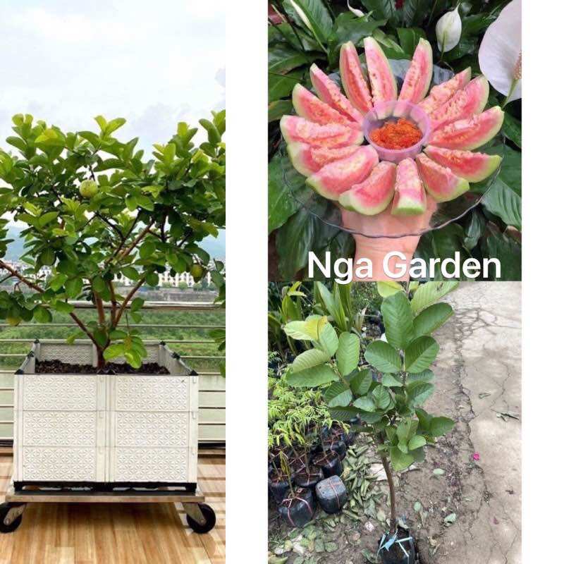 Cây giống ổi ruby ruột hồng ghép nhanh quả có thể trồng chậu