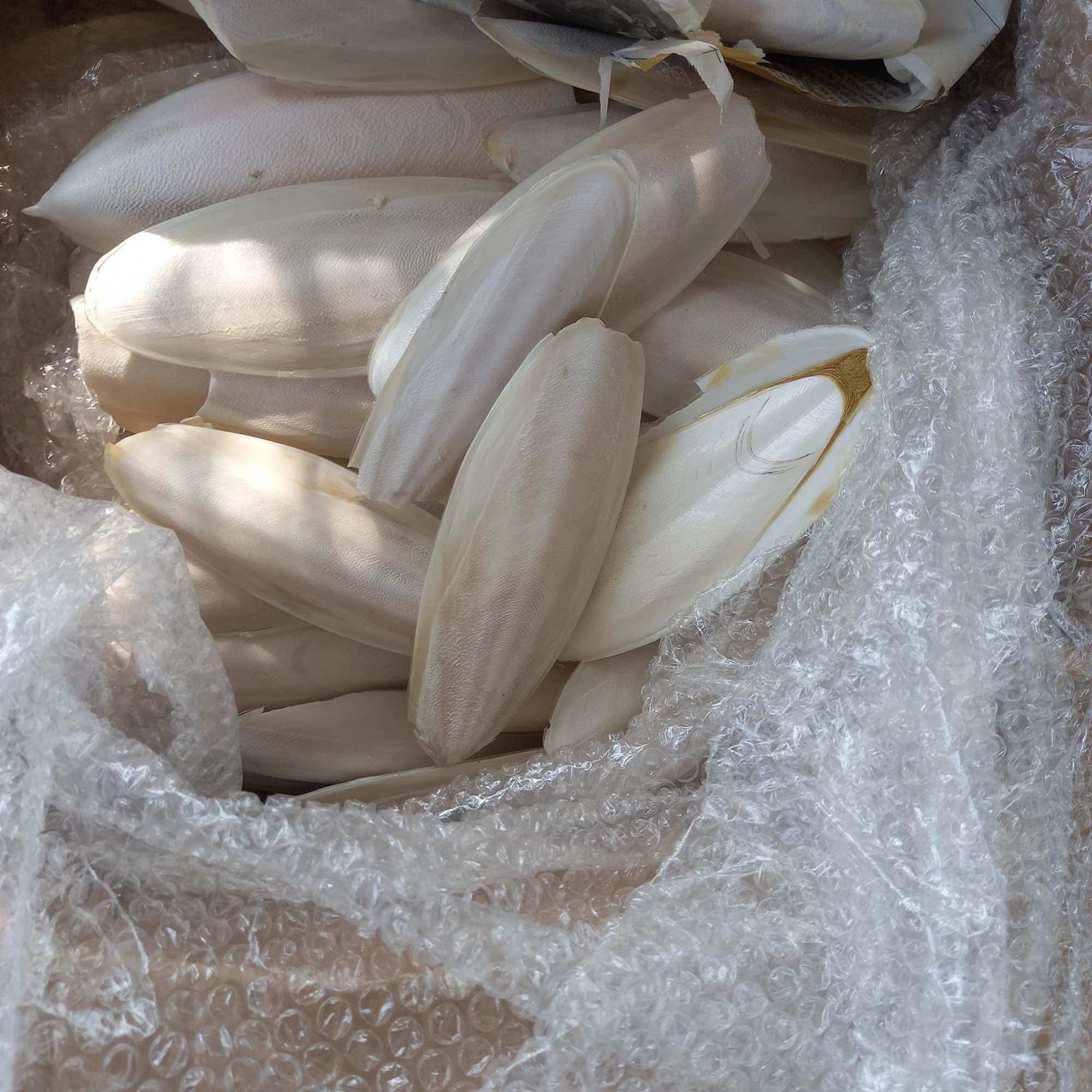 Nang mực khô 1kg