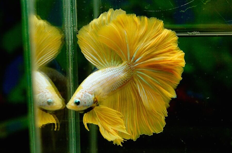 Betta hm rồng vàng