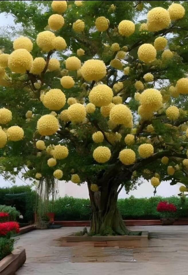 cây giống hoa lưu tô