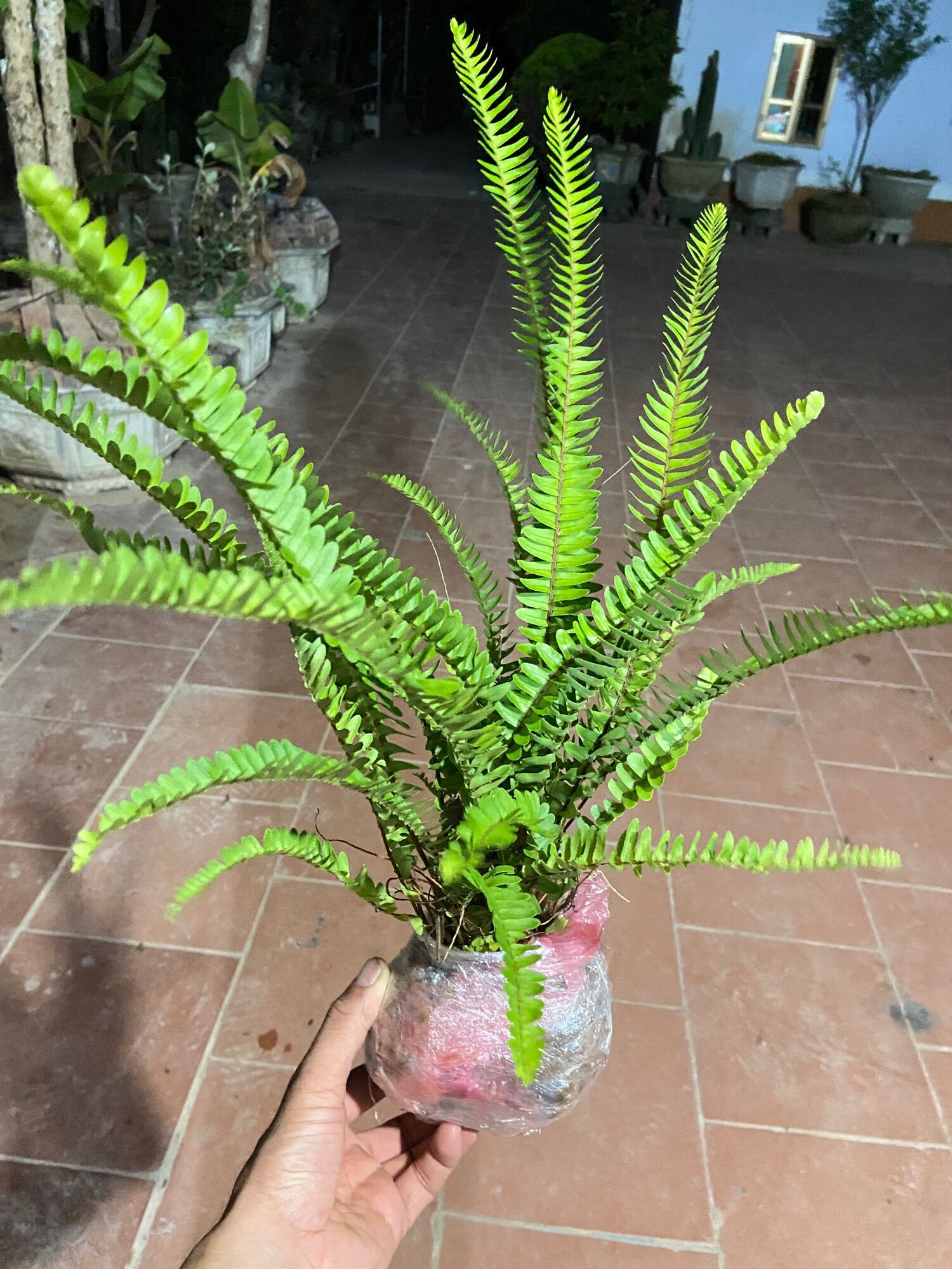 Dương xỉ cốt cắn(gốc giống loại có củ dùng được)