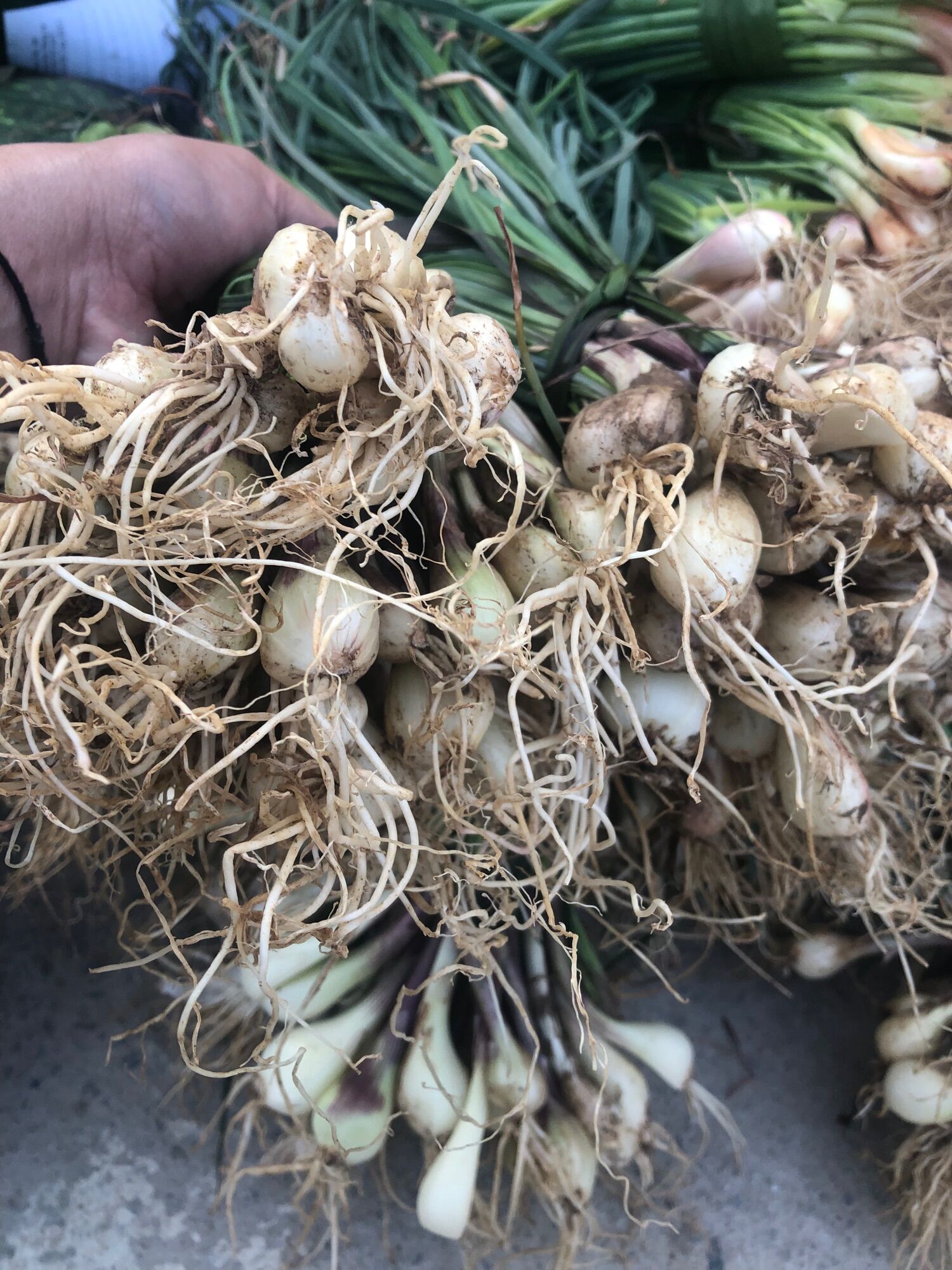 Củ kiệu tươi 150k/4kg