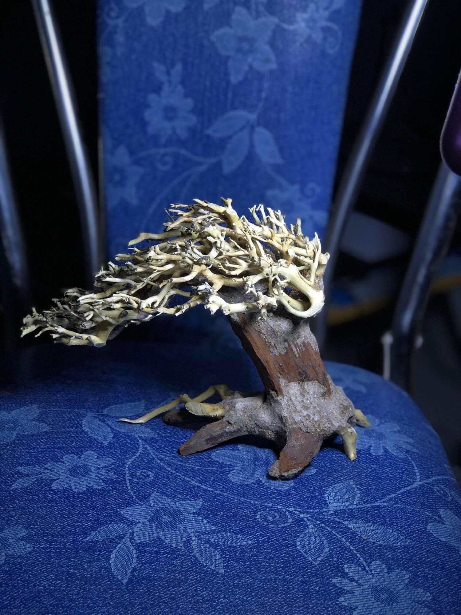 Lủa bonsai mini trang trí hồ thuỷ sinh cá cảnh
