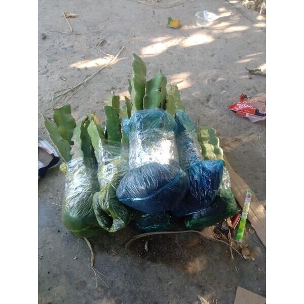 4 cây thanh Long tím hồng có rễ bầu đất tặng 1 cây ruột đỏ