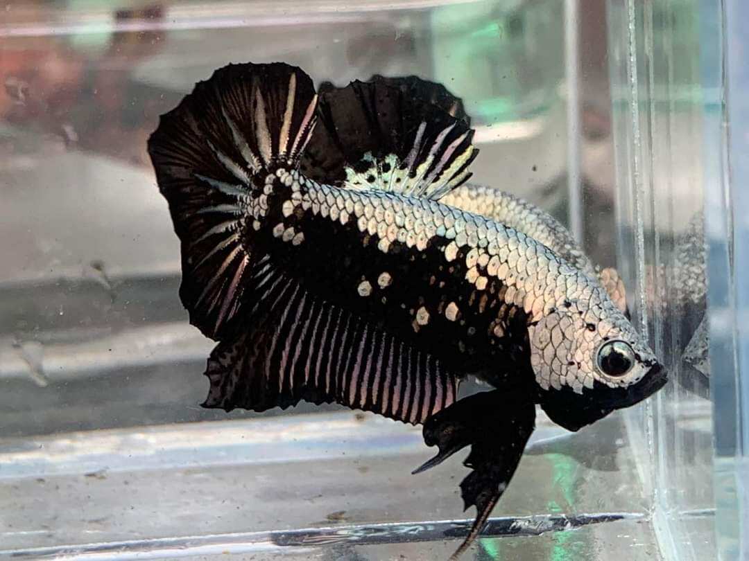 ( sale hè cá cảnh )combo 10 betta samurai đẹp ép liền