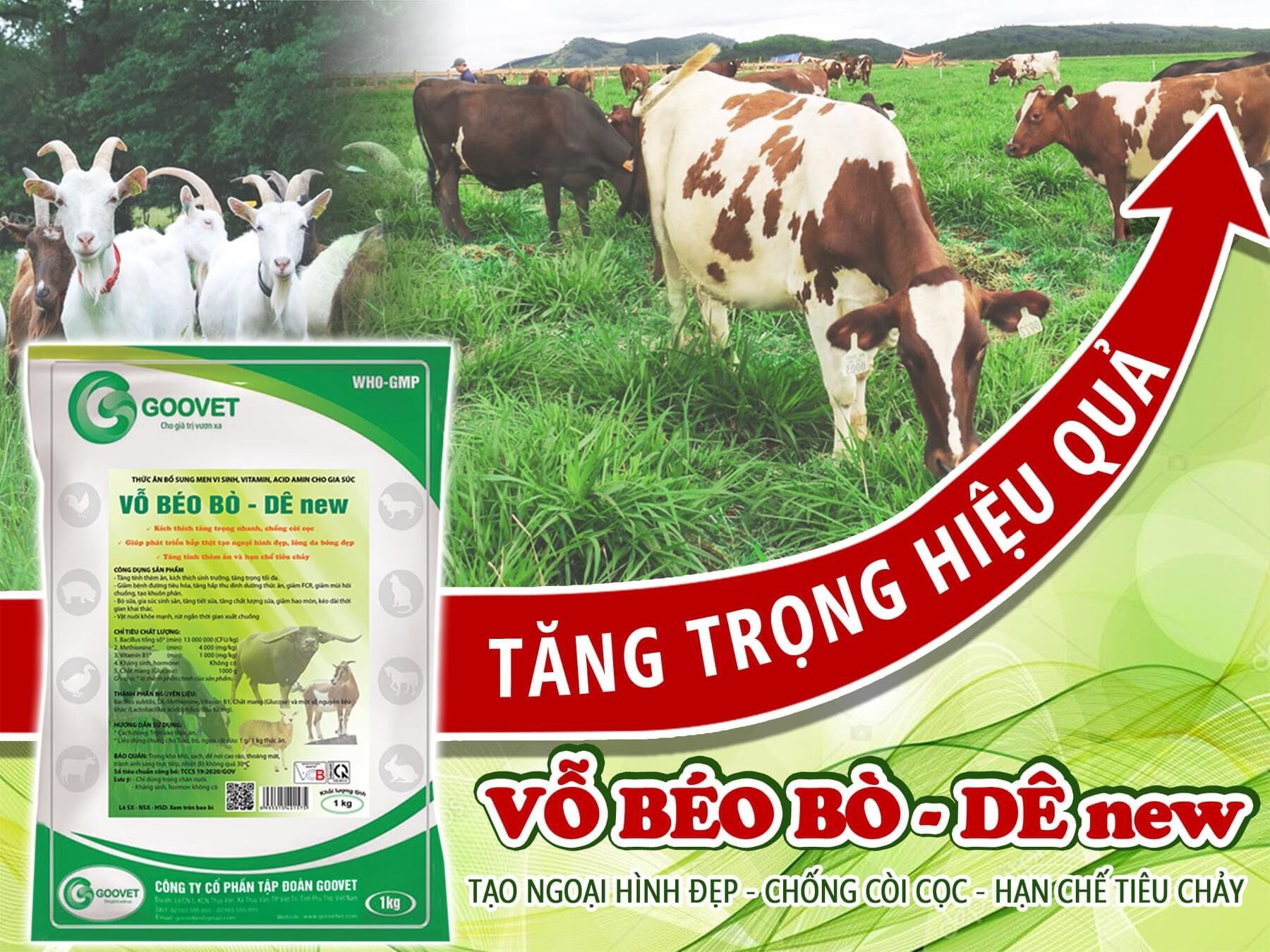 VỖ BÉO BÒ DÊ NEW Vỗ béo bò, vỗ béo dê, kích thích tặng trọng trâu, cừu. phát triển ngoại hình đẹp, lông da bóng đẹp. tăn tính thèm ăn, hạn chế tiêu chảy trên động vật, tăng trọng tối đa, giảm mùi hôi chuồng nuôi.