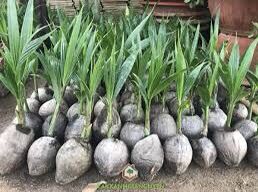 Cây giống dừa dứa siêu thơm