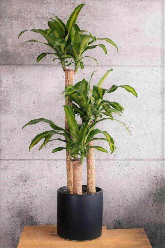 thiết môc lan  ( thần tài ) khúc giống nhỏ dài 40cm