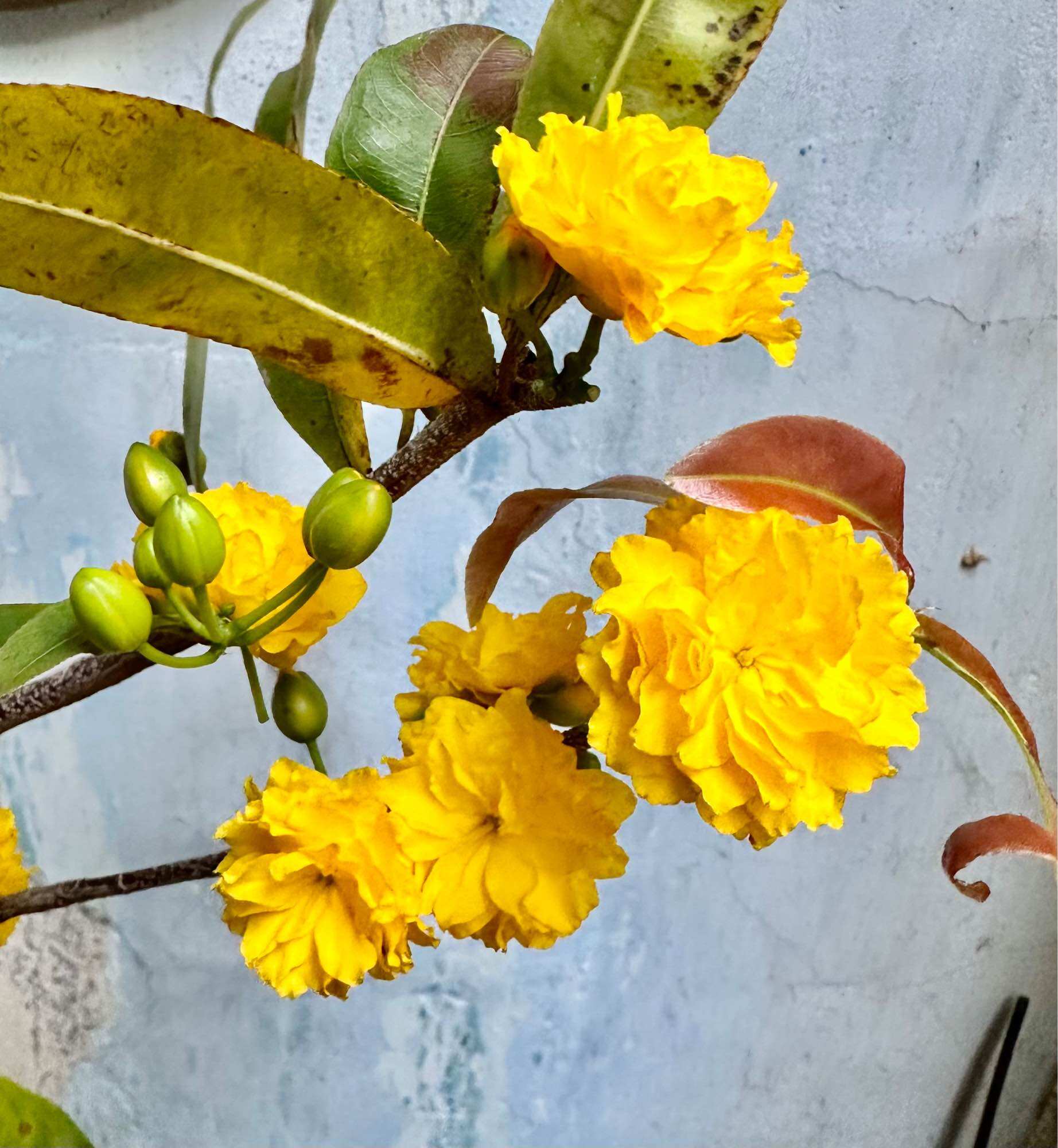 Hoa mai cúc Hoàng Huyết Long không nhụy_cây ghép