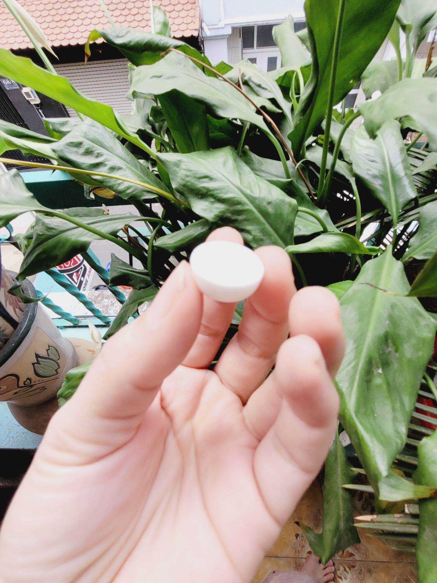 Chén Dĩa sứ mini cho mô hình dollhouse , miniature
