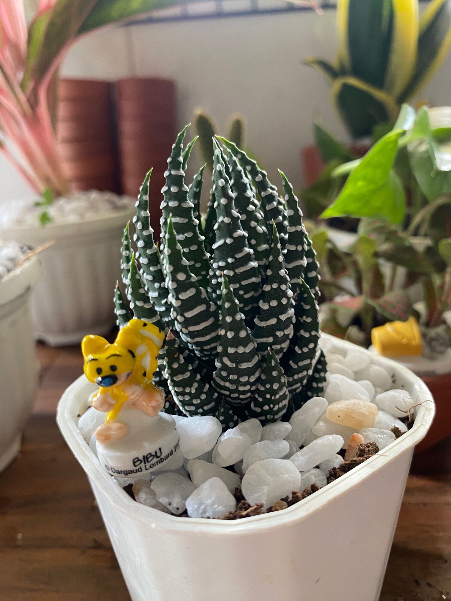 SEN ĐÁ MÓNG RỒNG ( 12 CM ) kèm chậu Mr Moon.