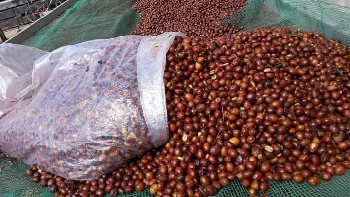 500g Cà Phê Hạt Rang Mộc DakLak