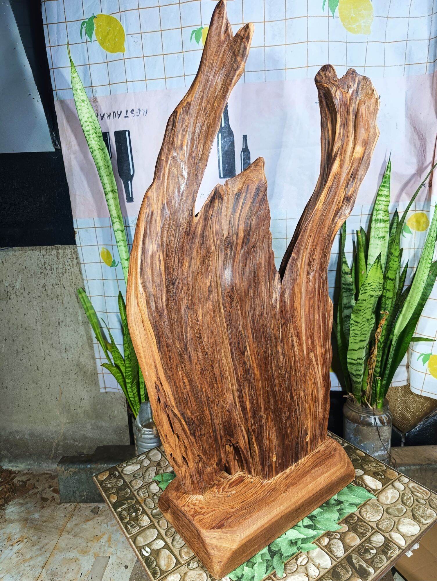 lũa ngọc am đỏ hà giang, hàng rễ.
