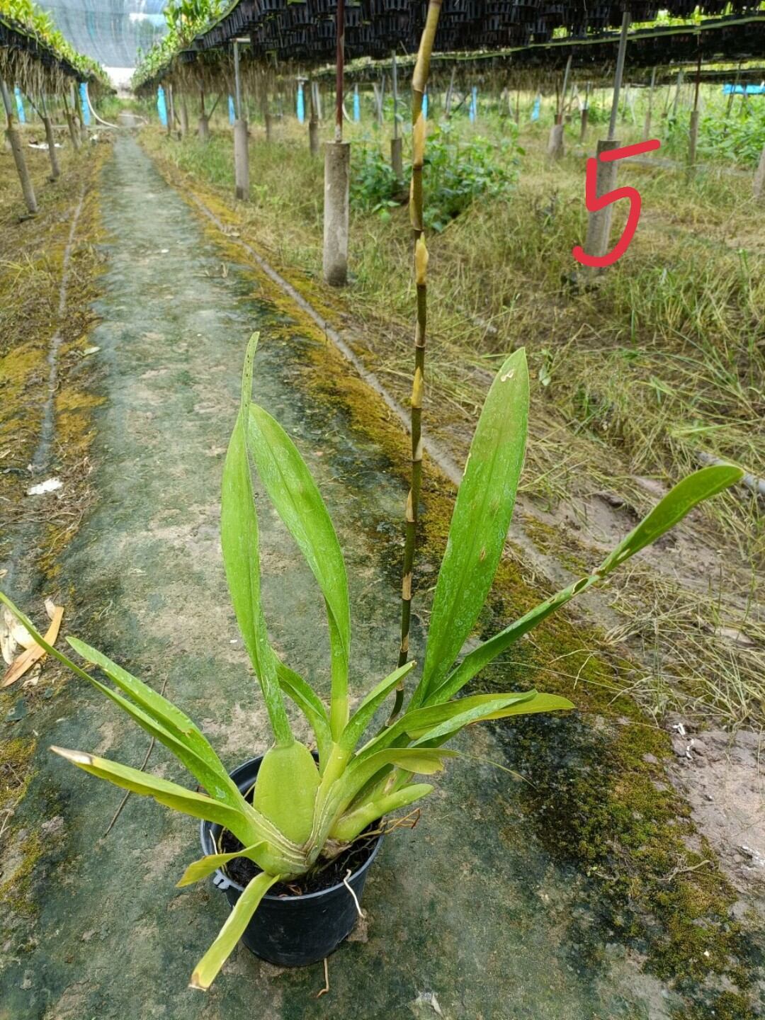 Vũ nữ Cam lửa đang nụ hoa