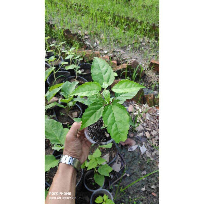 cây vọng cách cây lá cách làm giống