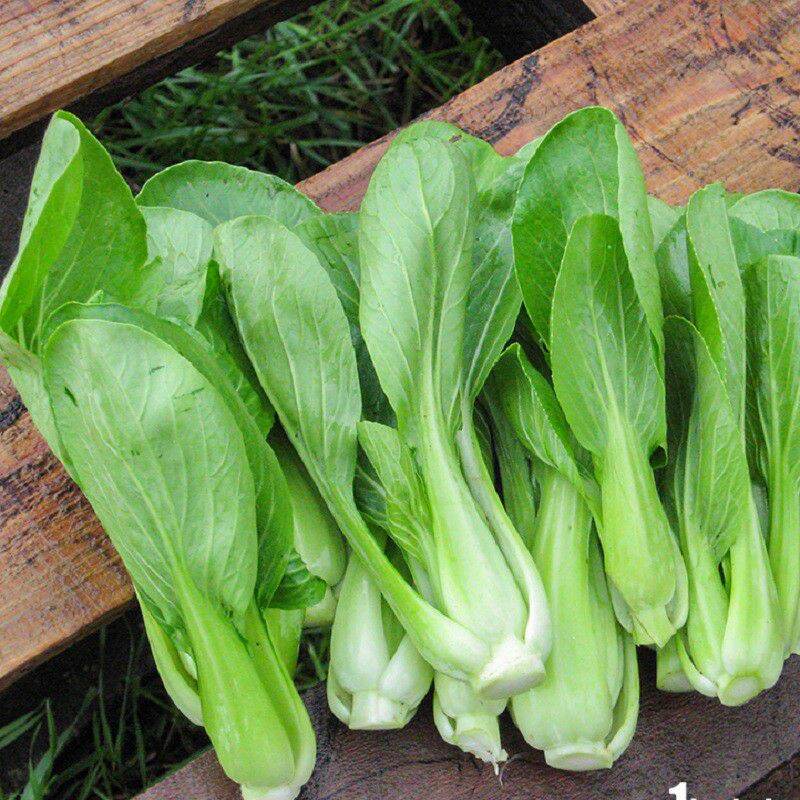 Hạt giống cải thìa (cải thượng hải) - gói 20gr